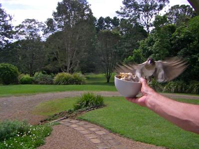 Evidence for Teaching in an Australian Songbird